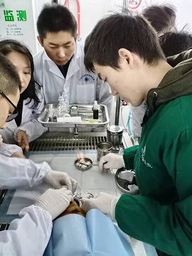 第三眼睑手术