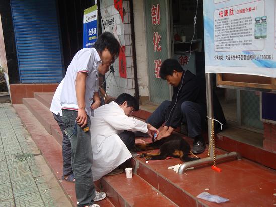 宠物静脉注射
